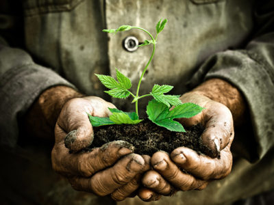 Old man hands holding a green young plant. Symbol of spring and ecology concept